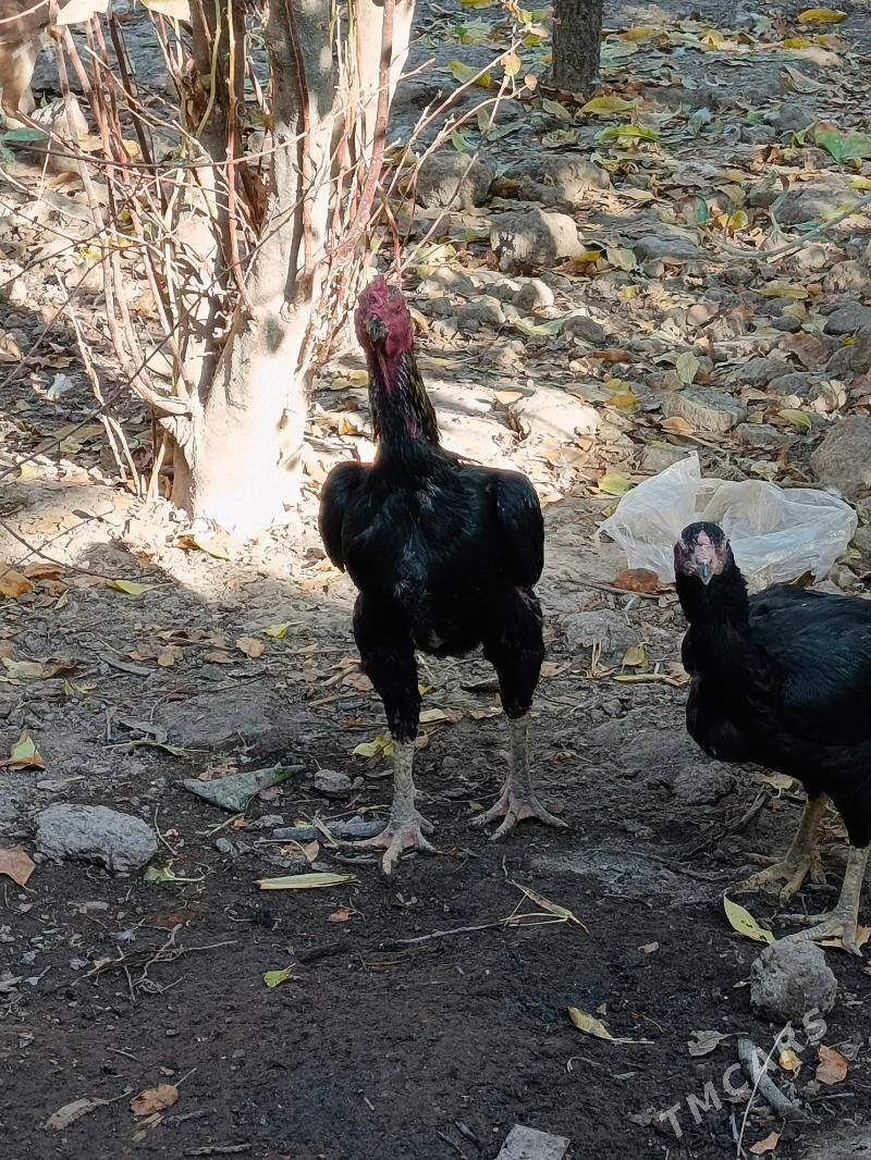 horaz - Туркменабат - img 2