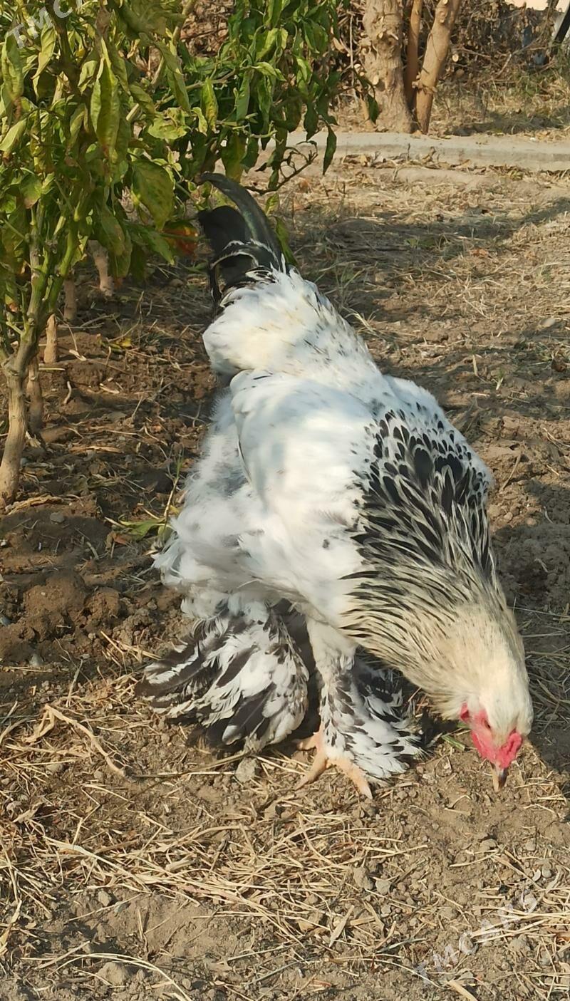 HORAZ  iki sany - Рухабат (90-й разьезд) - img 2