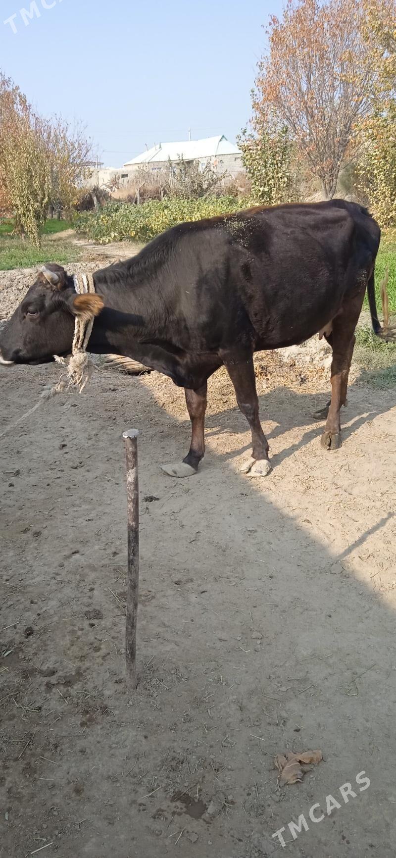 sygyr gysyr - Bäherden - img 1