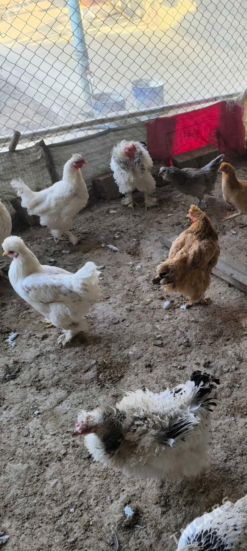 Brama - Мары - img 3