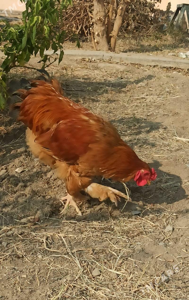 HORAZ  iki sany - Рухабат (90-й разьезд) - img 3