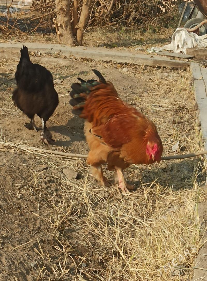 HORAZ  iki sany - Рухабат (90-й разьезд) - img 4