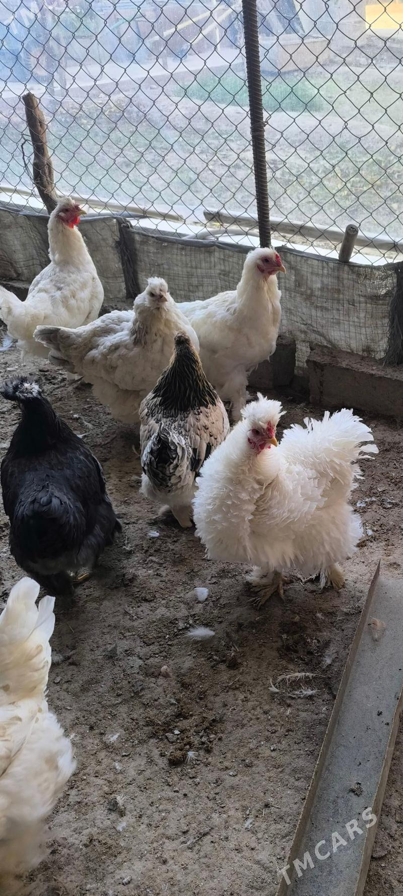 Brama - Мары - img 2