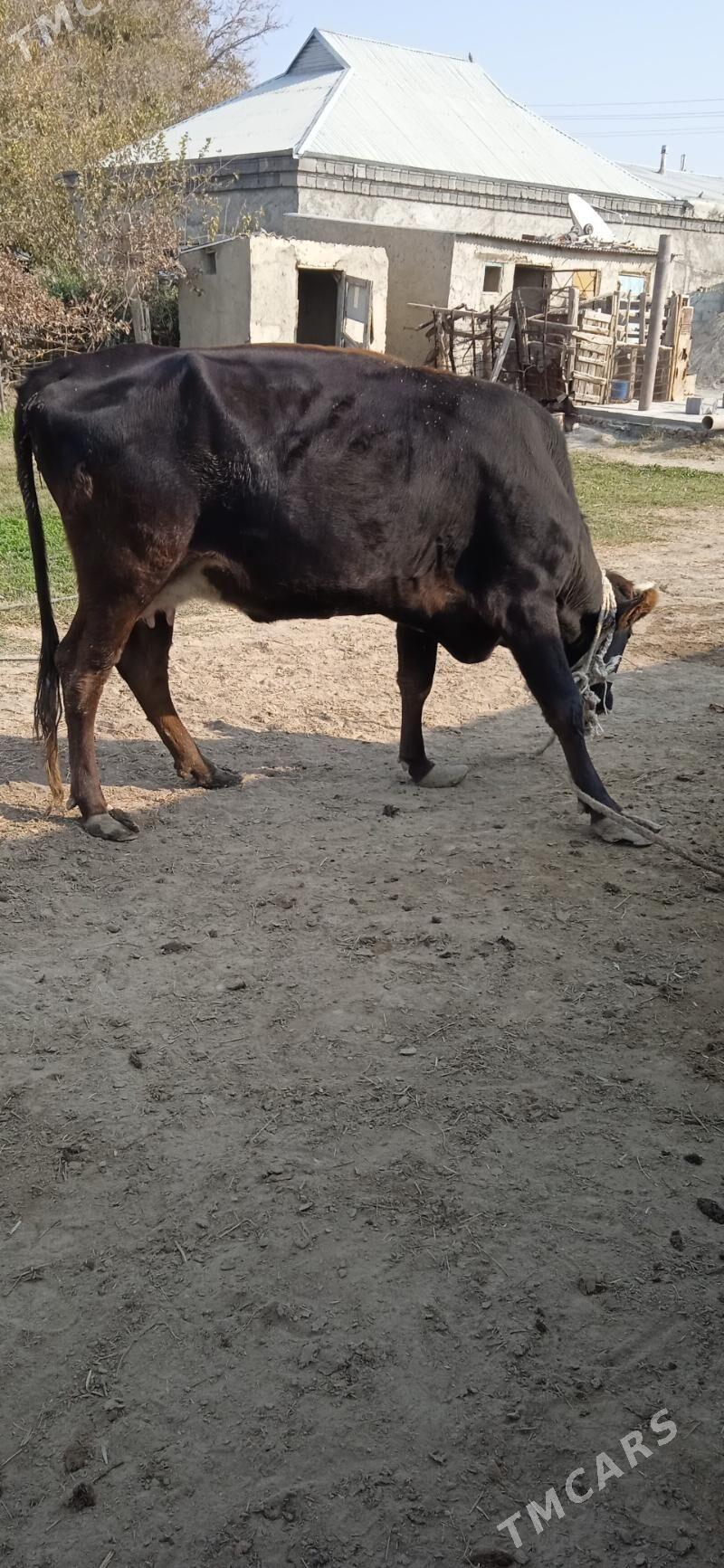 sygyr gysyr - Bäherden - img 4