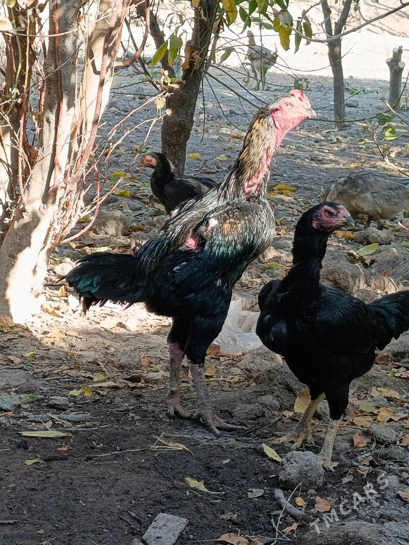 horaz - Туркменабат - img 3