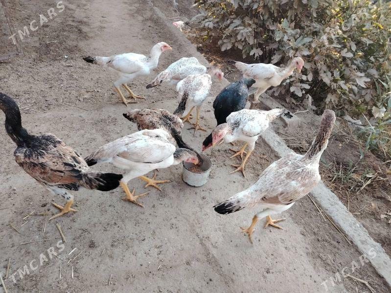 Baýsowyý mäki jüýjeler - Туркменабат - img 4