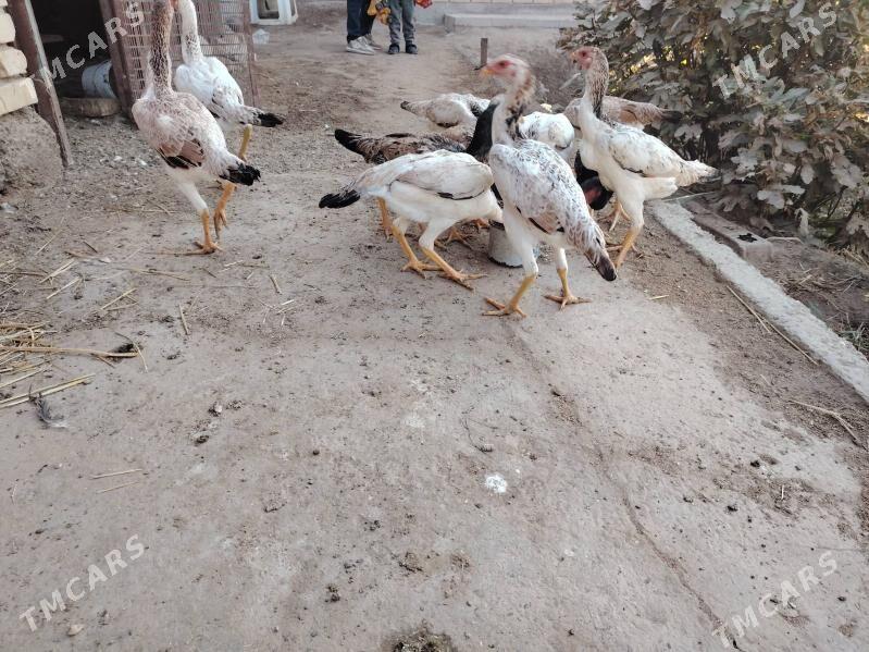 Baýsowyý mäki jüýjeler - Туркменабат - img 2