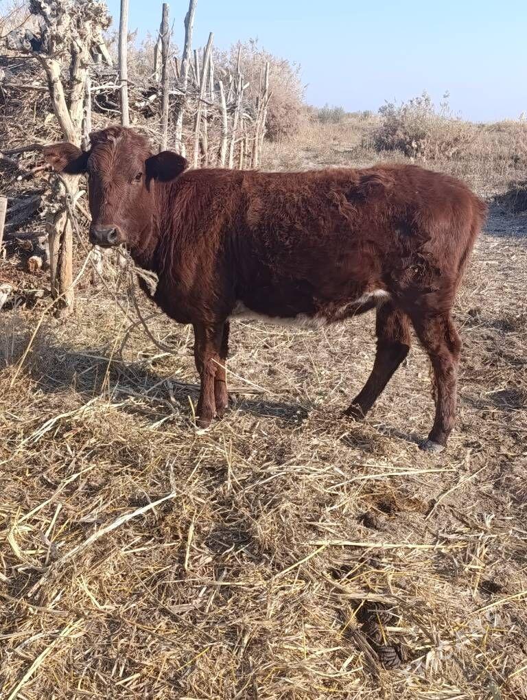 хайван - Болдумсаз - img 3