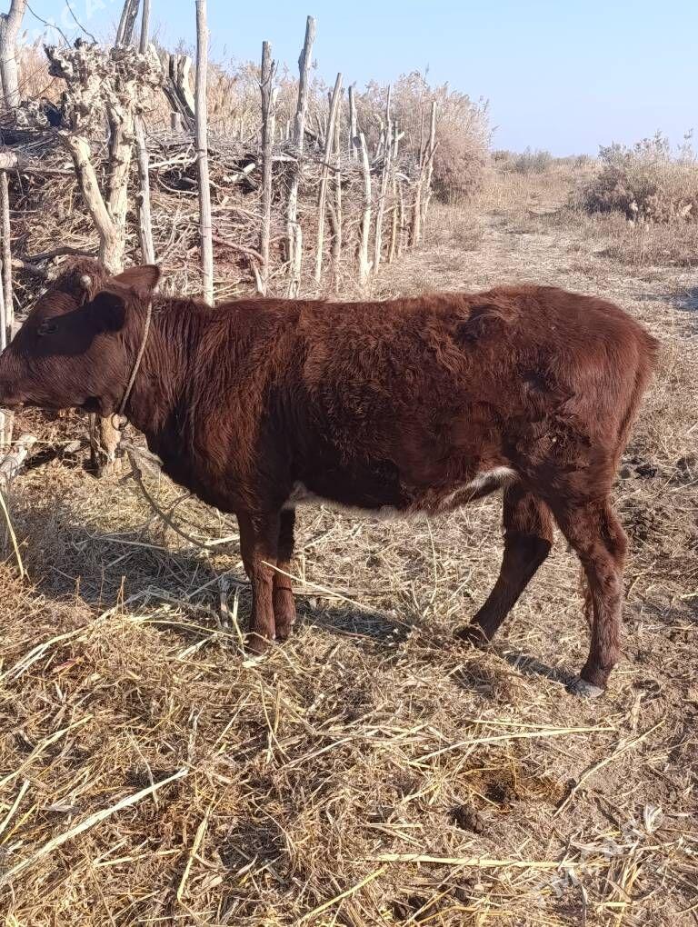 хайван - Болдумсаз - img 2