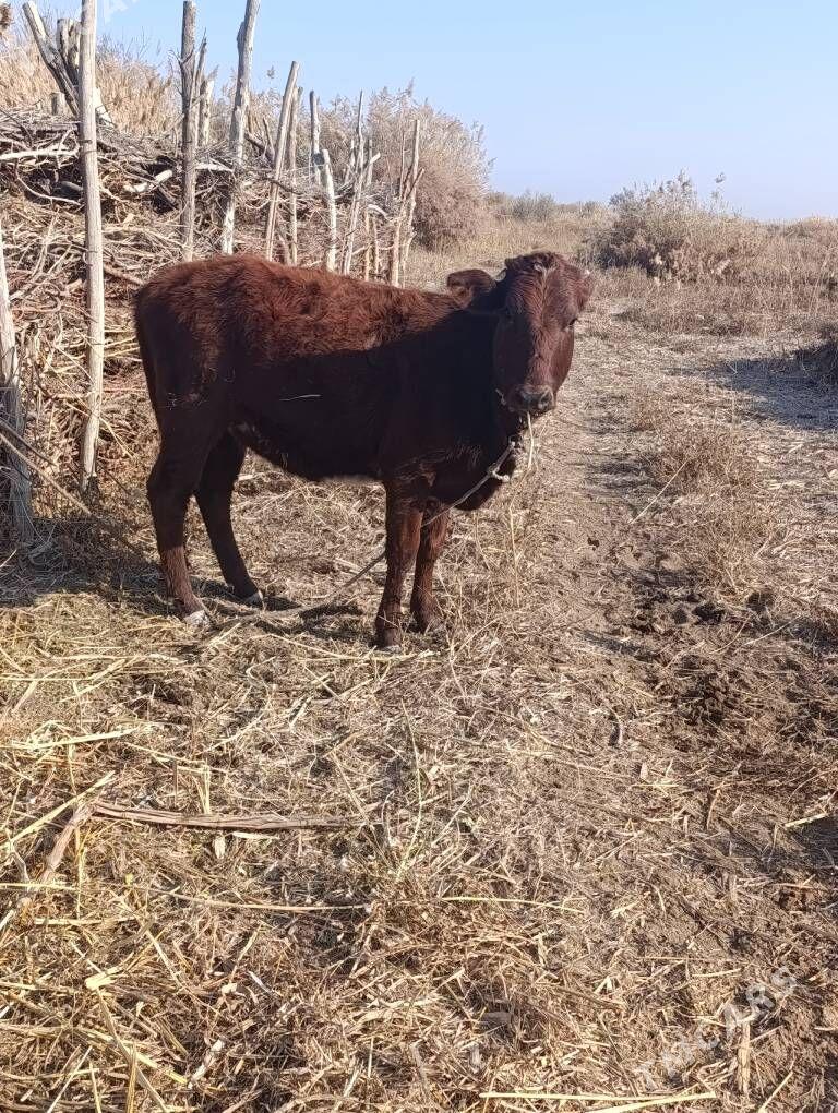 хайван - Болдумсаз - img 1