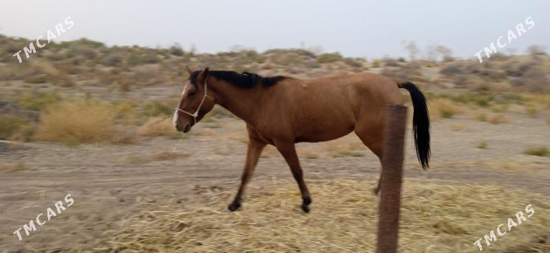 At Baýtal - Bäherden - img 5