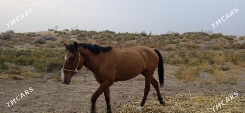 At Baýtal - Bäherden - img 4