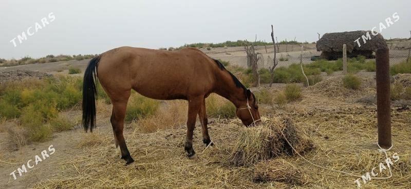 At Baýtal - Bäherden - img 2