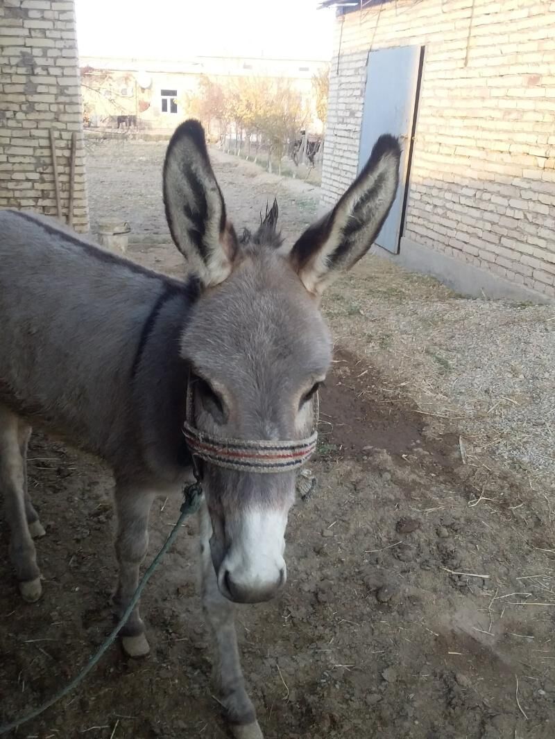 Eşek we araba - Чарджоу - img 3