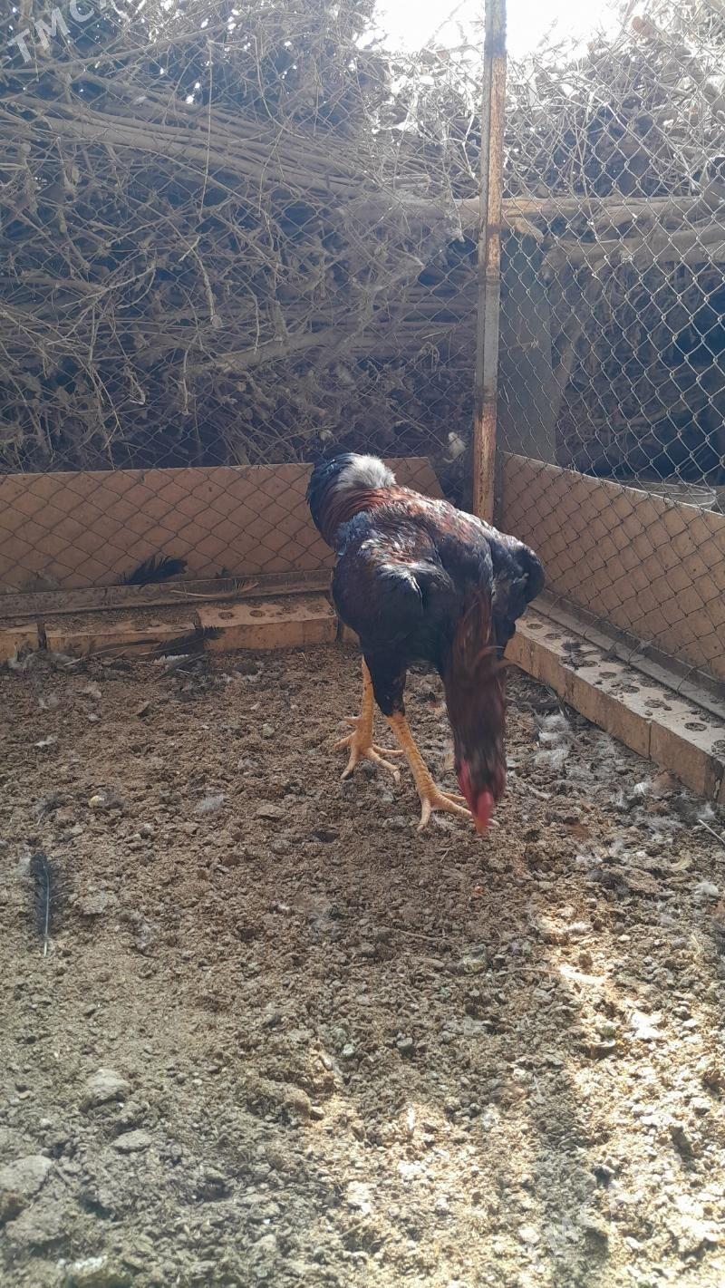 bayes horaz - Мургап - img 4