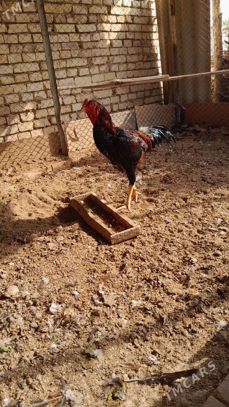 bayes horaz - Мургап - img 1