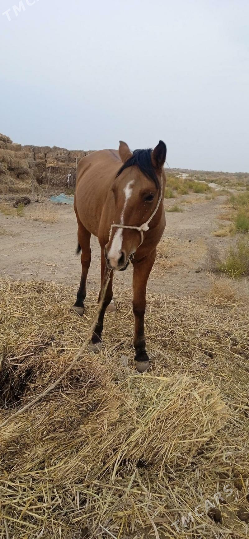 At Baýtal - Bäherden - img 3