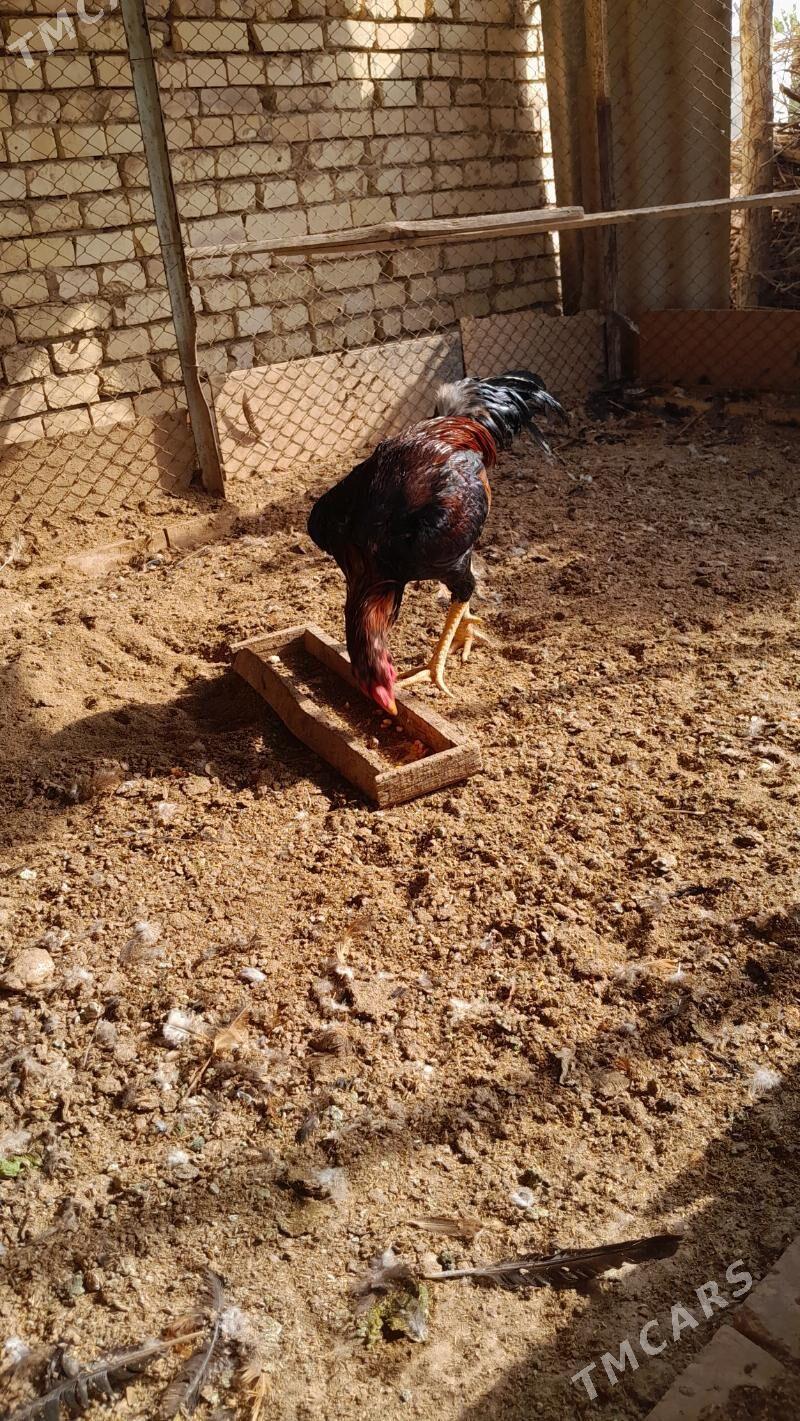 bayes horaz - Мургап - img 2