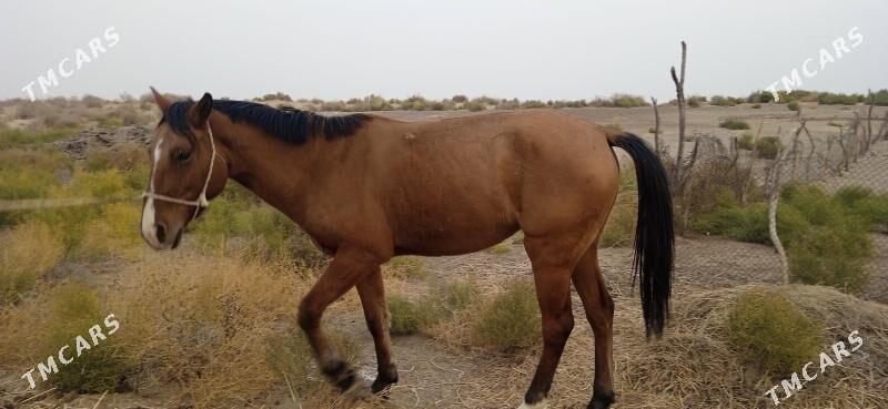 At Baýtal - Bäherden - img 1