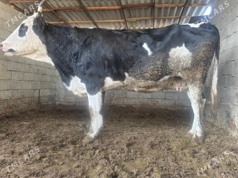 Sygyr - Ашхабад - img 3