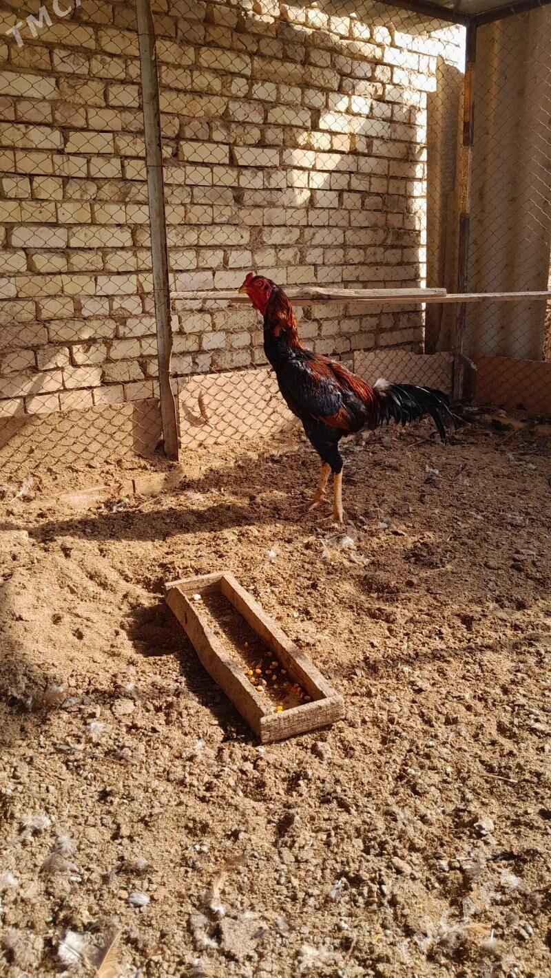 bayes horaz - Мургап - img 6