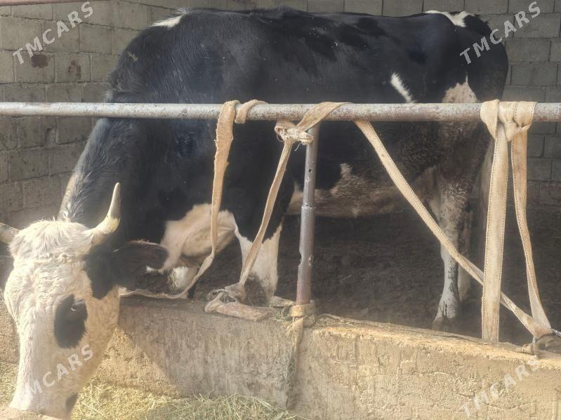 Sygyr - Ашхабад - img 2