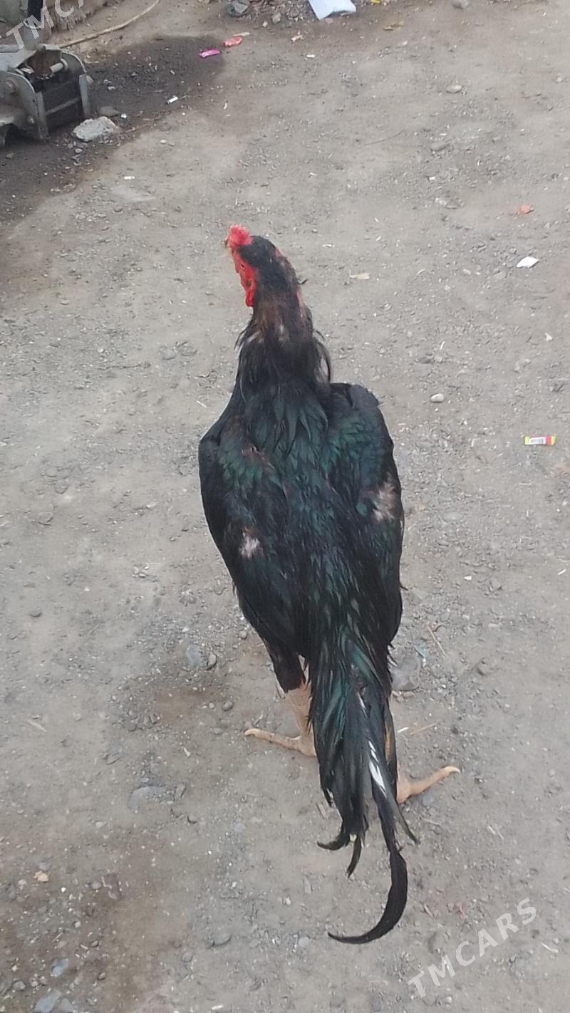 🧿taskent horaz🧿 - Хитровка - img 3