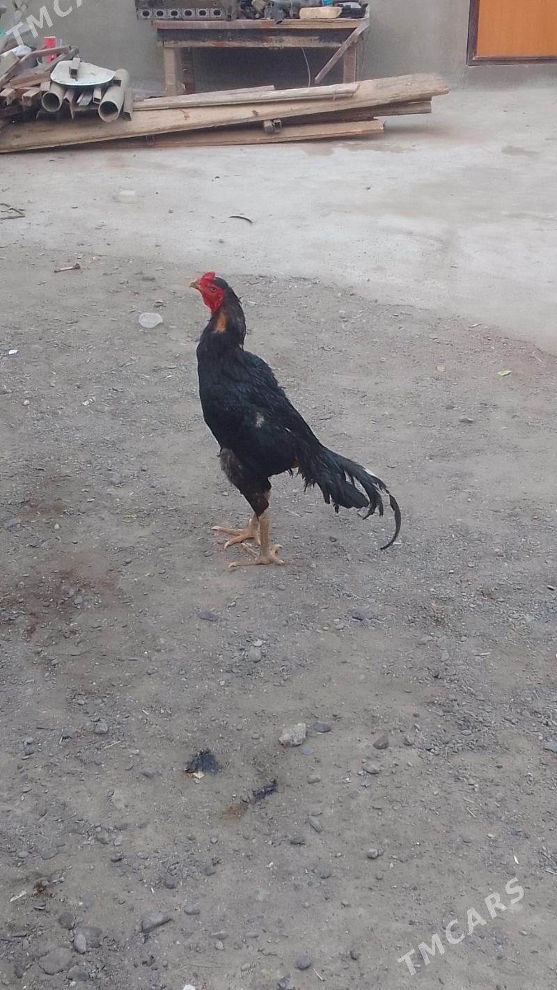 🧿taskent horaz🧿 - Хитровка - img 7