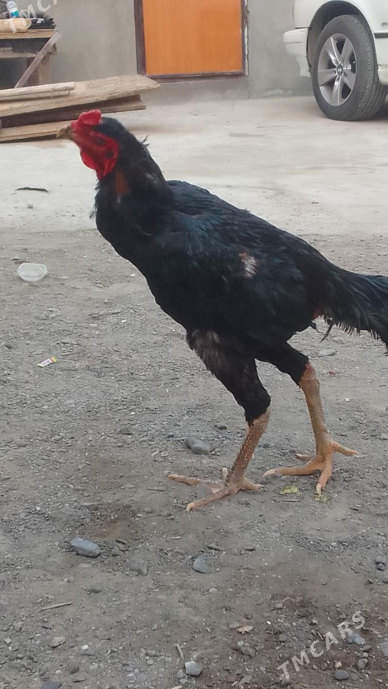 🧿taskent horaz🧿 - Хитровка - img 5