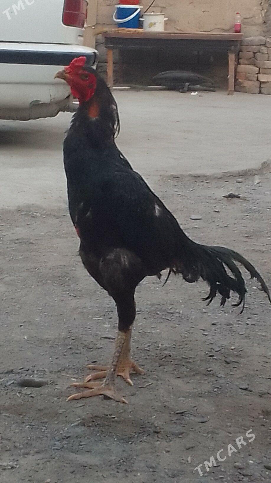 🧿taskent horaz🧿 - Хитровка - img 6