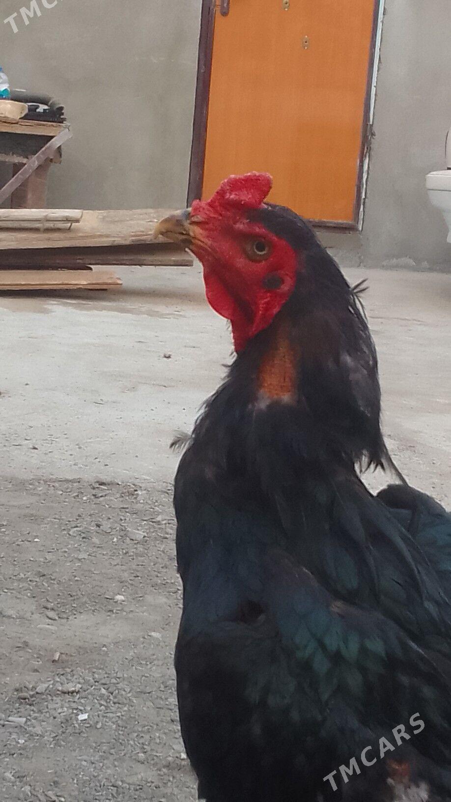 🧿taskent horaz🧿 - Хитровка - img 4