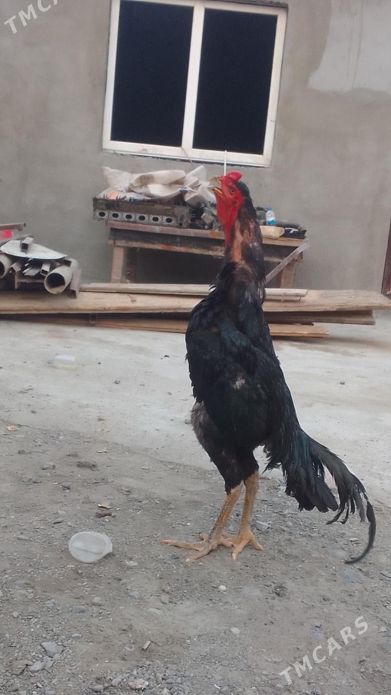 🧿taskent horaz🧿 - Хитровка - img 2