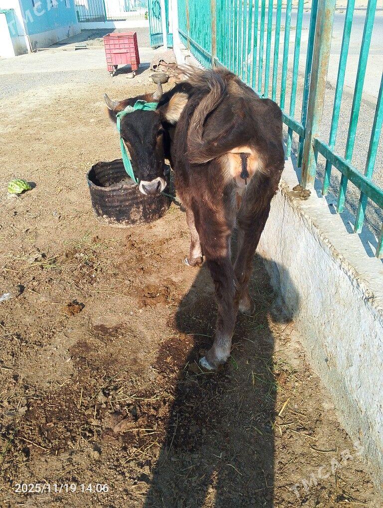 tuwe - Gyzylarbat - img 3