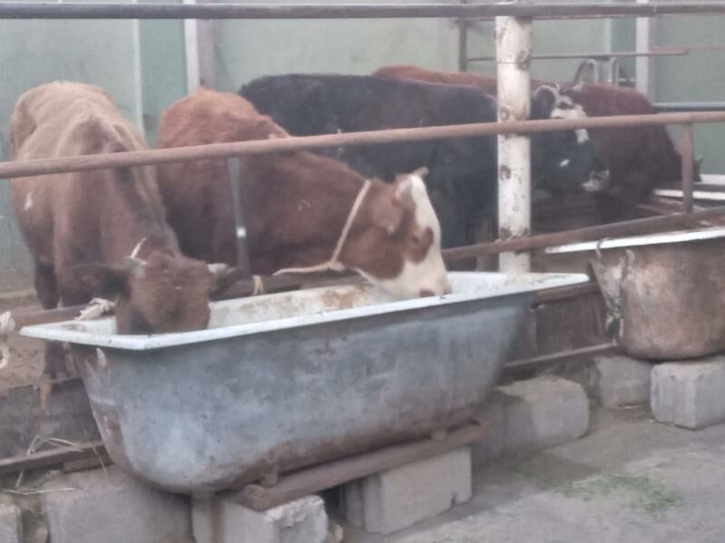 5.sany okiz - Büzmeýin - img 3