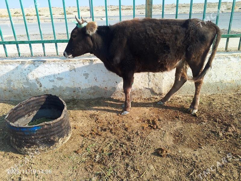 tuwe - Gyzylarbat - img 2