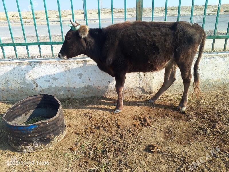 tuwe - Gyzylarbat - img 1