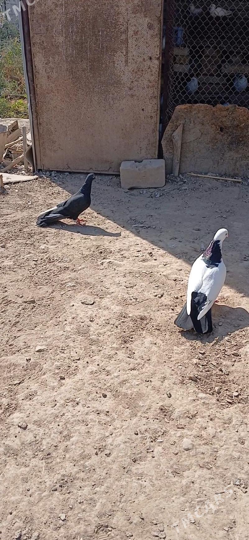 kepder - Mary - img 2