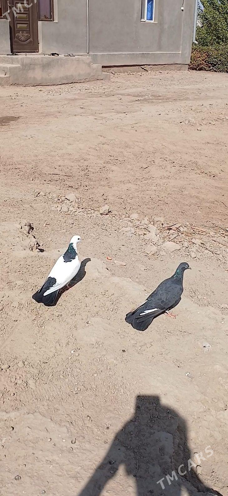 kepder - Mary - img 3