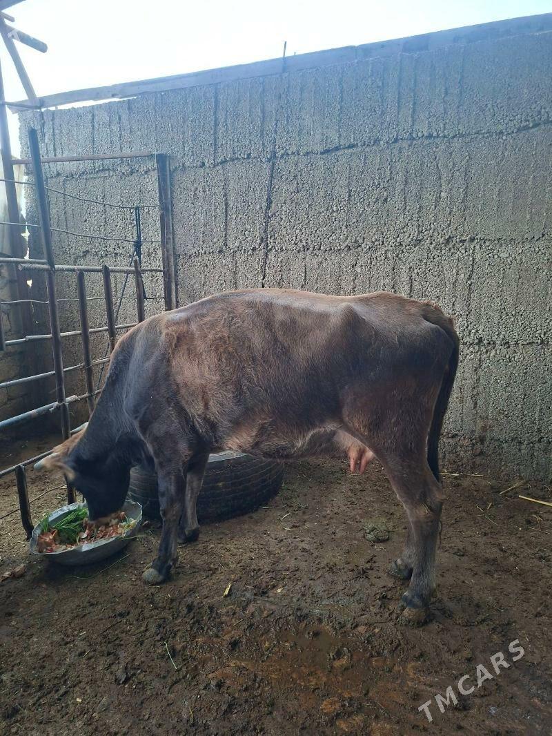 sygyr - Büzmeýin - img 1