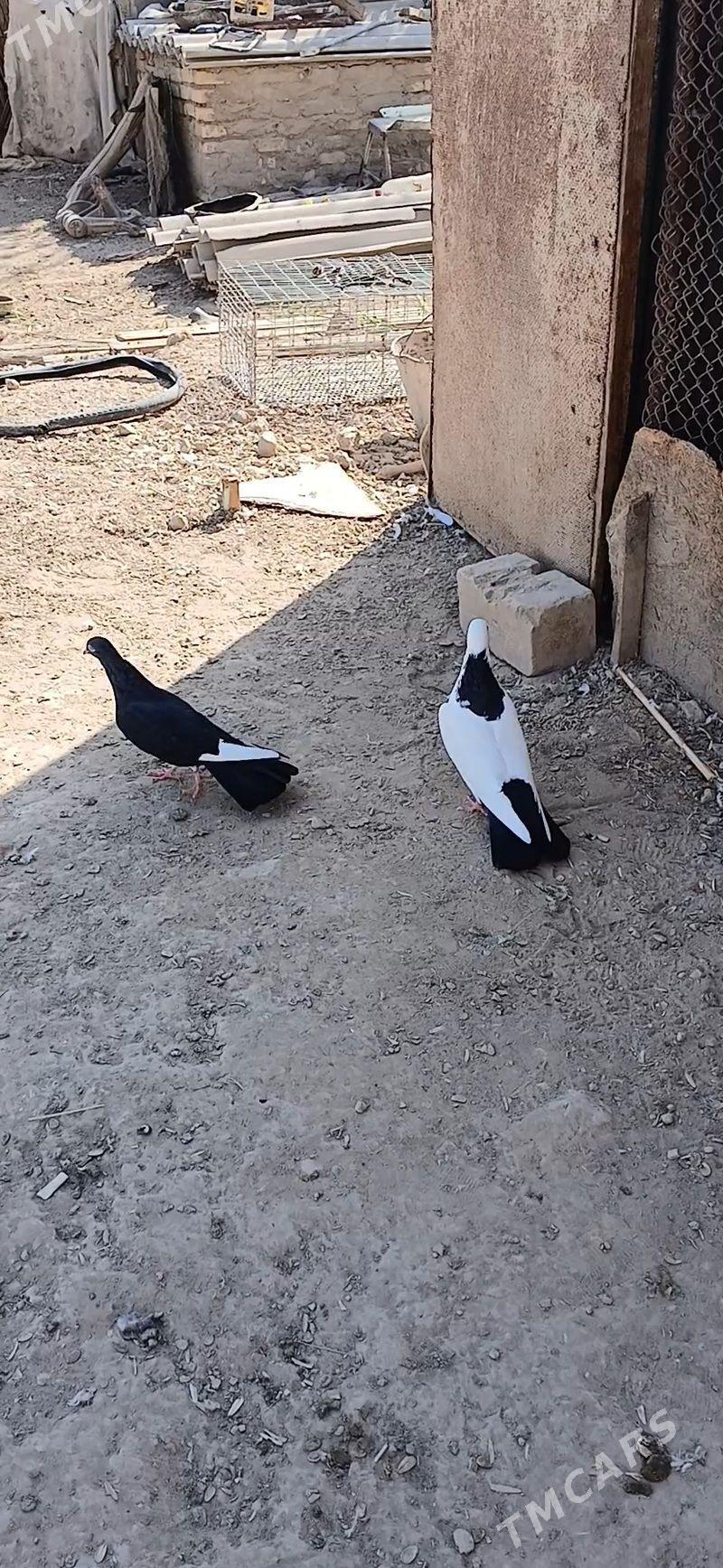 kepder - Mary - img 4