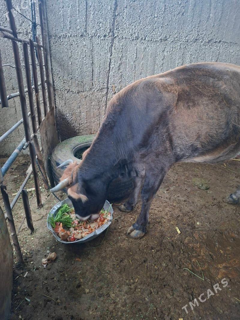 sygyr - Büzmeýin - img 3