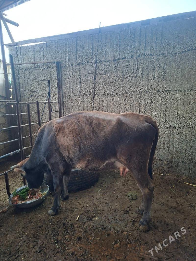 sygyr - Büzmeýin - img 2