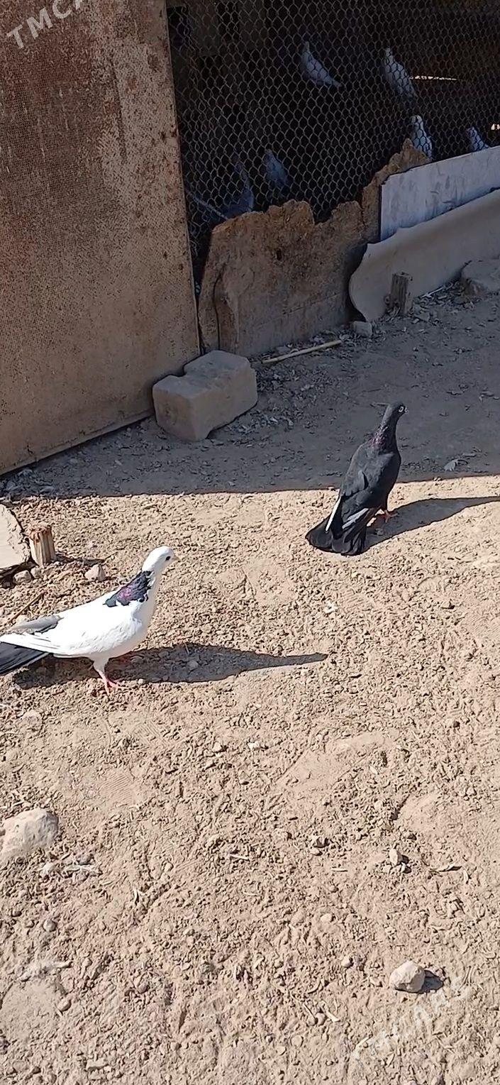 kepder - Mary - img 6