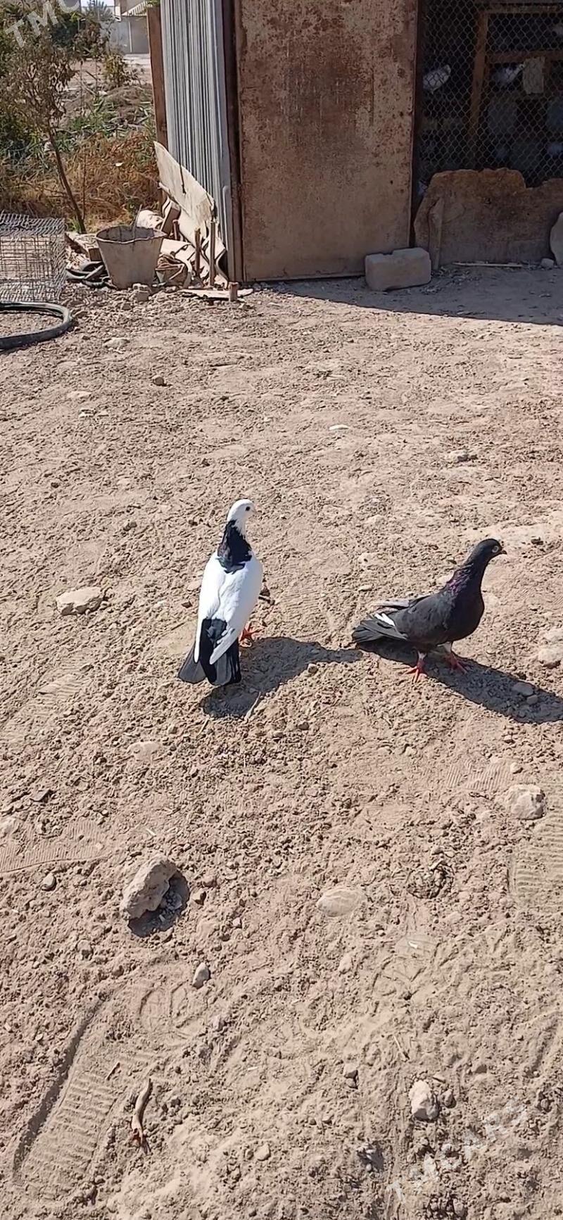 kepder - Mary - img 5