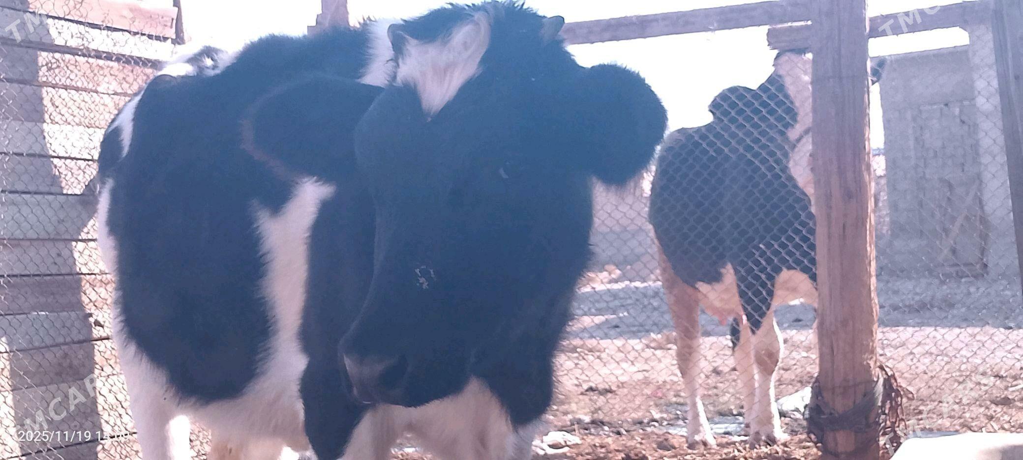 Gaçar - Balkanabat - img 2