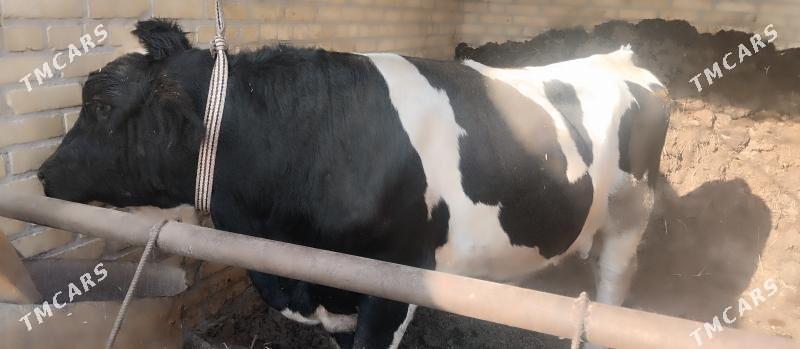 paroda arassa kelek okuz - Чарджоу - img 1