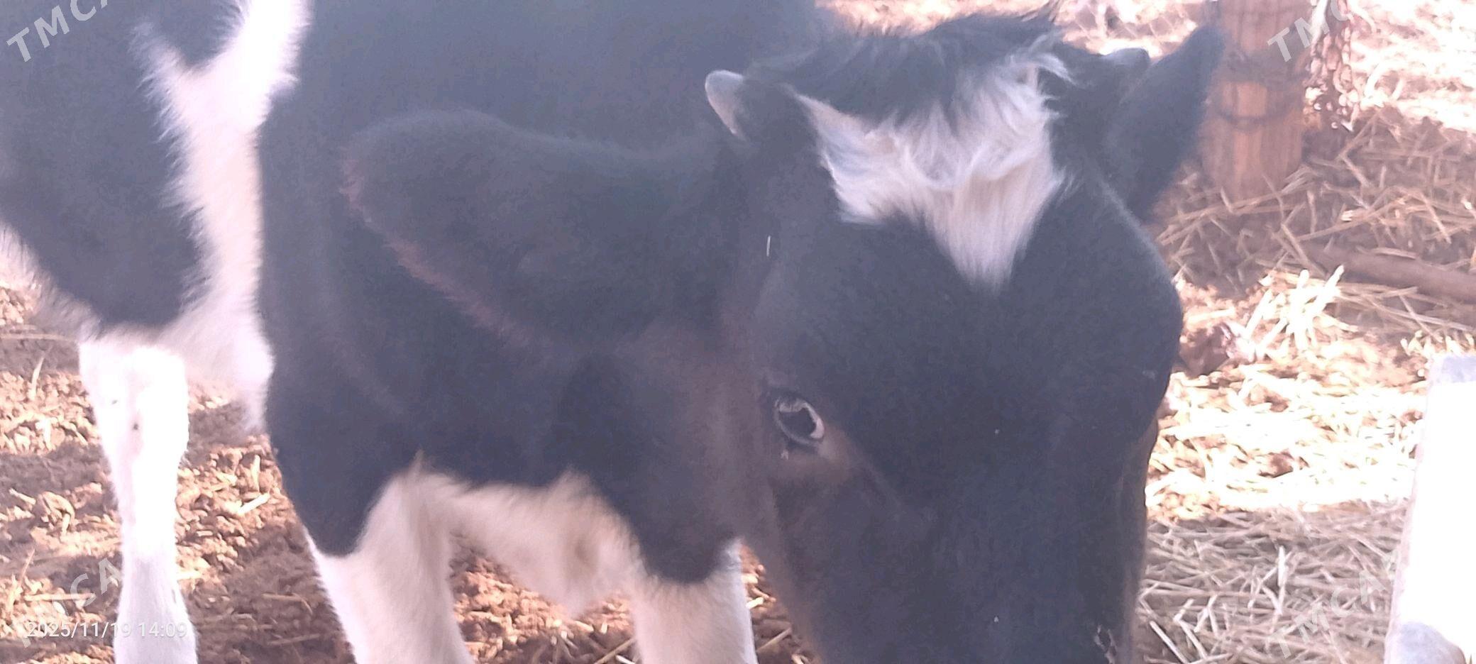 Gaçar - Balkanabat - img 3