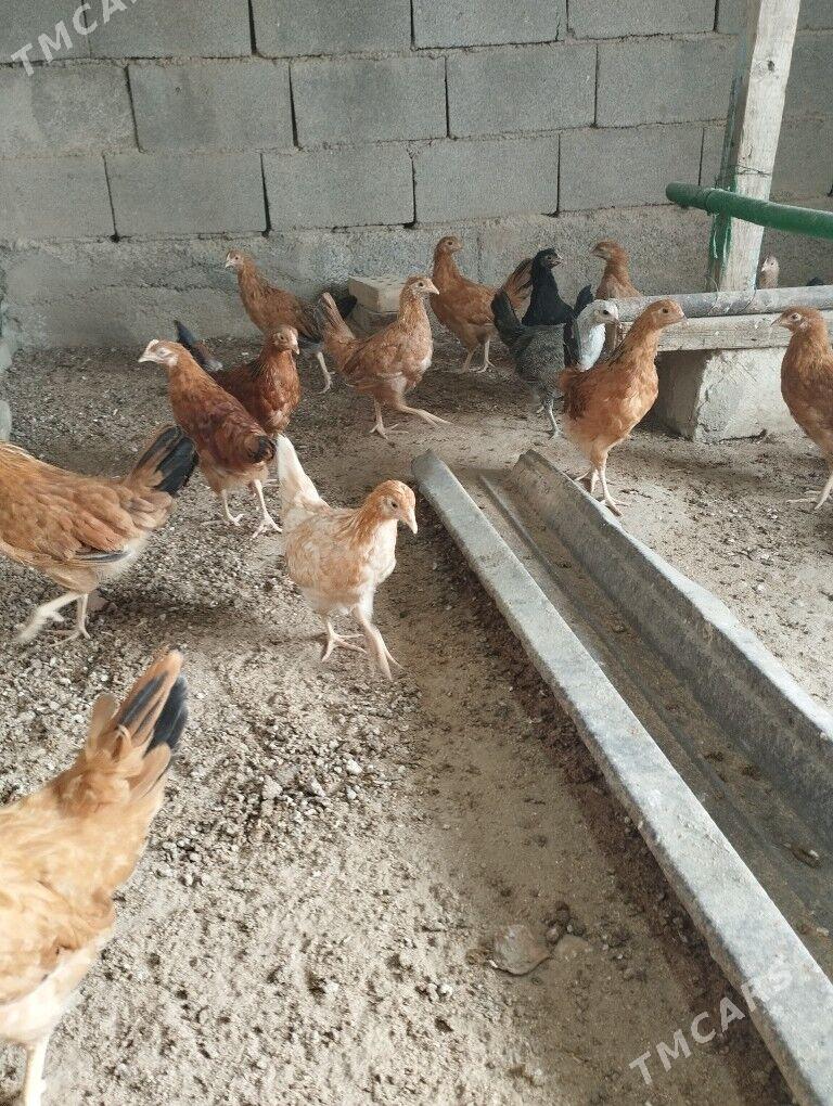 juje - Бузмеин - img 1