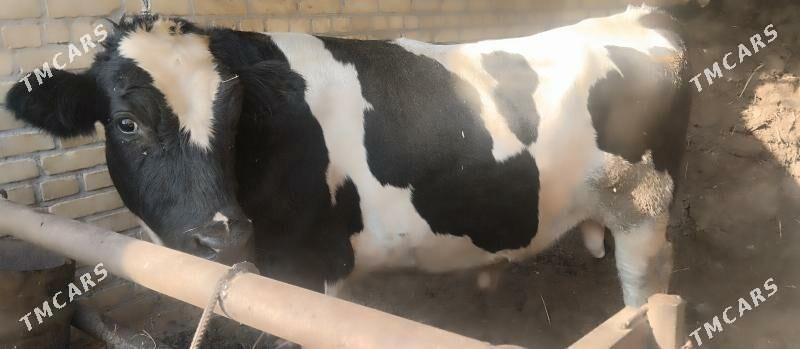 paroda arassa kelek okuz - Чарджоу - img 2