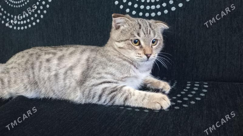 pisik - Анев - img 2